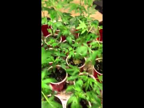 Indoor Grow Veg for Outdoor Grow(Part1)