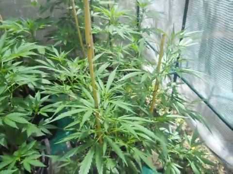 Outdoor cannabis grow #1 July11,2013
