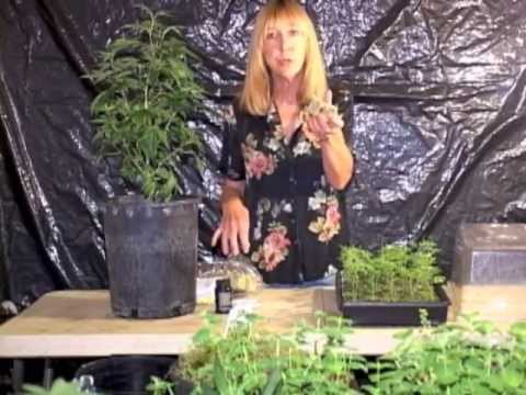 Cloning Marijuana Plants with Sarah Flowers