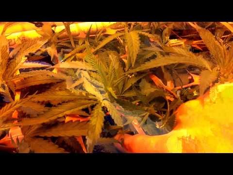 2x4 Grow tent - Medical Marijuana - Day 6 Flowering