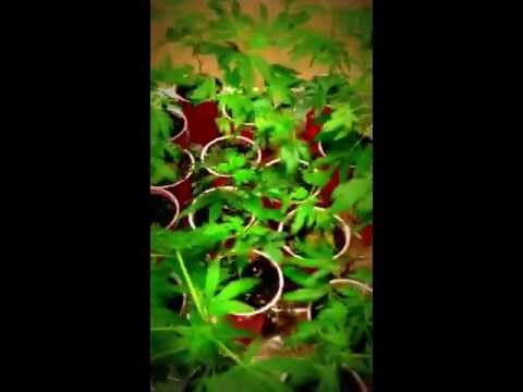 How to grow marijuana 2013 (part1/5)