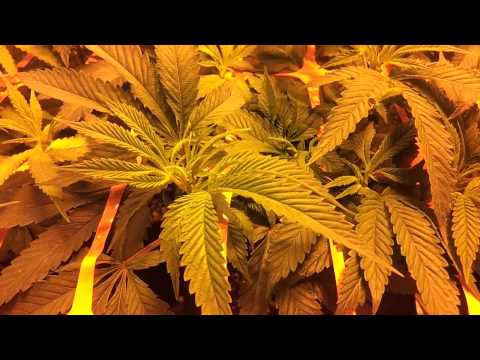 2x4 Scrog Grow tent - Medical Marijuana - Day 6 Flowering