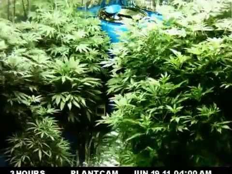 Learn How to Grow Weed | Step by Step Guide