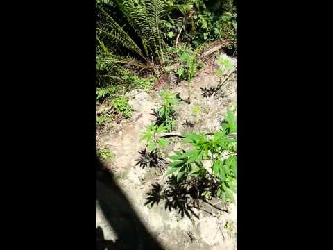 Outdoor Seed & Clone 2013
