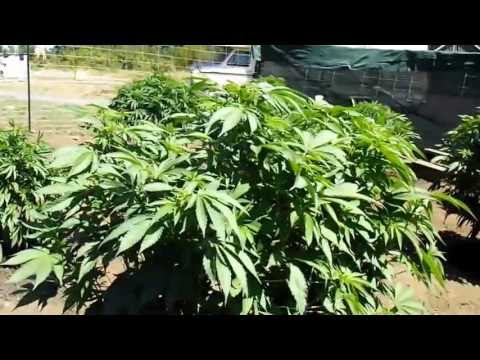 24 Beautiful Ladies...Outdoor Oregon Medical Marijuana...Day 56 update