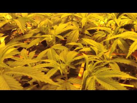 2x4 Scrog Grow tent - Medical Marijuana - Day 10 Flowering