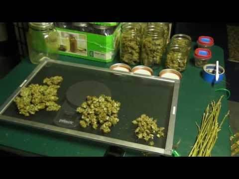 On The Cannabis Chopping Block #4 - Connoisseur Genetics ~ Grandoggy Purps