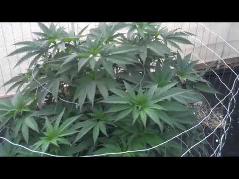 Episode 12 Medical Marijuana Greenhouse Grow 2013