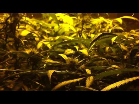 Dwc marijuana grow p.9 flowering day 26
