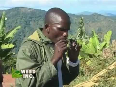 Malawi Marijuana: Malawi Gold