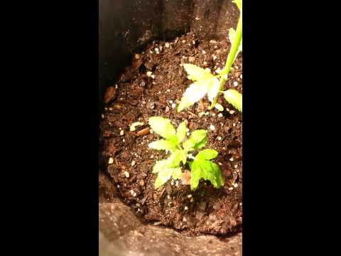 5-6 weeks old plant