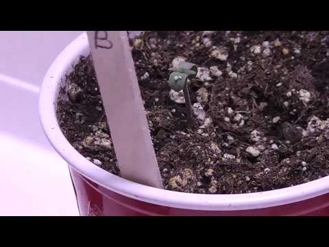 Primo's Indoor Grow (Day 1) 07 18 2013