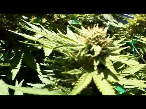 Medical Marijuana Grow 2013 Day 40 into flower