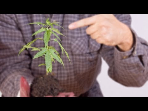 Marijuana Growing EVERYWHERE