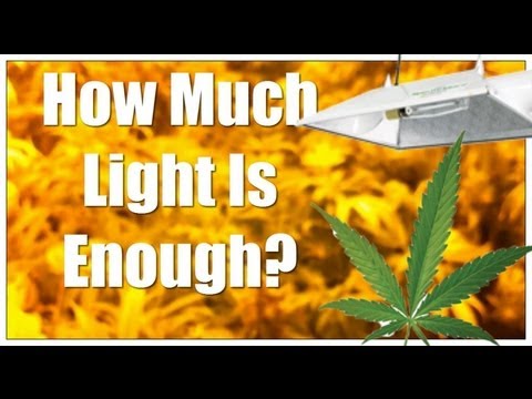 Cannabis Lighting Distance Question - How Much Light Is Enough?