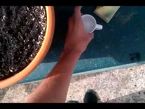 How to germinate and plant a cannabis seed