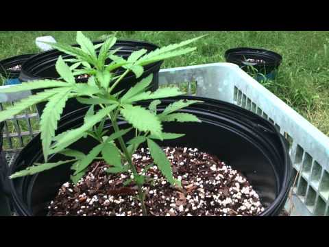 Outdoor autoflower grow. 4 Strains