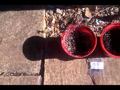 UK outdoor cannabis grow 2013 part 2 (new plant)