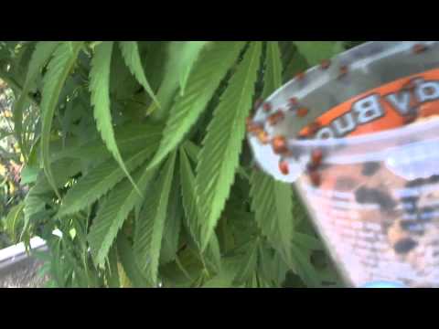 Ladybug Picnic - Medical Marijuana Edition