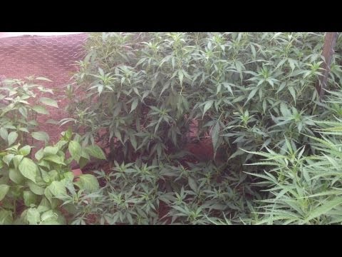 Topping: How To Top Your Marijuana Plants