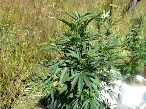 Washington Outdoor Medical Marijuana Grow pt5