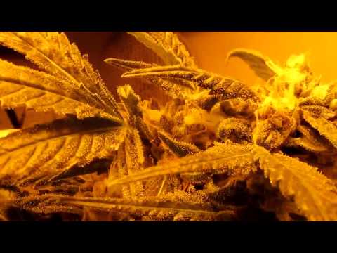 Green Crack Marijuana plant in week 8 of flower