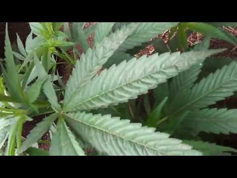 Outdoor Medical Marijuana grow#4 pt 2