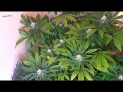 Evolution of home Medical Marijuana Grow Room - LED Grow Light Update