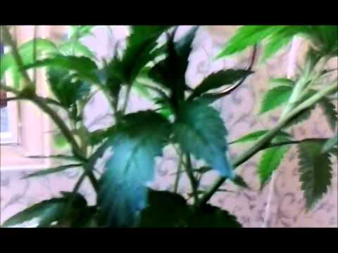 how to low stress train or LST mmj