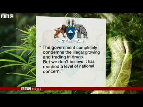 Swaziland's cannabis 'gold'