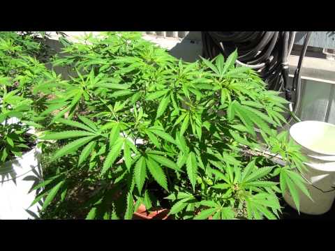 Outdoor Marijuana Grow- Kandy Kush, Island Fire, Skunk x Kandy Kush (HD)