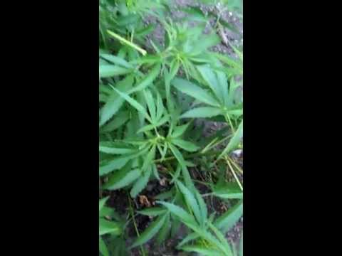 Outdoor Medical Marijuana #3 
