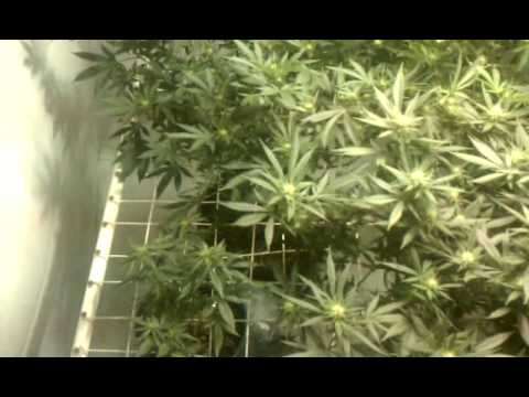 Day 18 flower mini scrog