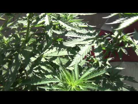Outdoor Cannabis Grow: Day 62