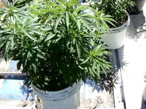 Washington Outdoor Medical Marijuana Grow pt6