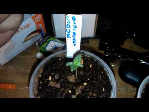 -DTE- Sour Blueberry growlog day8