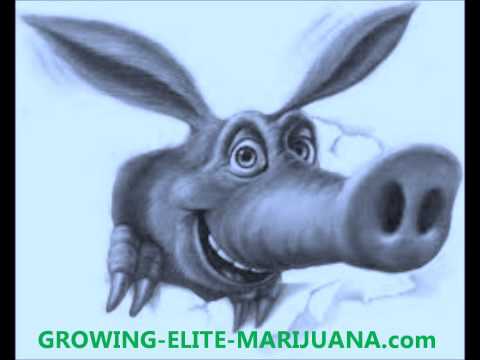 Marijuana Affiliate Programs - HIGHest Paying Cannabis Affiliates Program Online