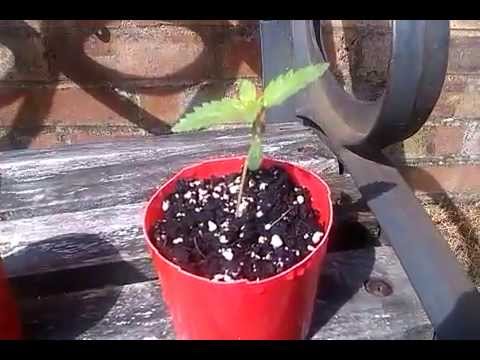 UK outdoor cannabis grow 2013 part 6 (new plants)