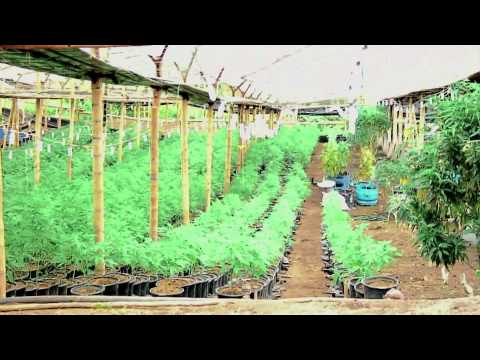 Growroom na Colômbia - Parte I