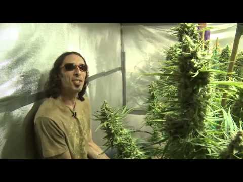Kyle Kushman & Shiloh Massive Veganic Cannabis Cultivation Trailer Kyle Kushman & Shiloh Colossal Ve