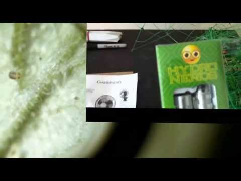 3 Grow Room Successes - SCROG Netting, Special Thanks and new iPhone Microscope Lens Unboxing