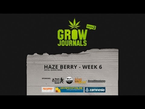 Haze Berry - RQS - Week 6 after germination