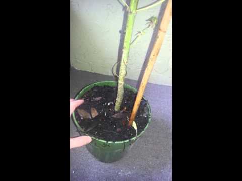 Big buds on a 6ft weed plant