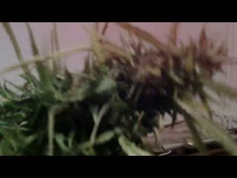 Autoflowering 