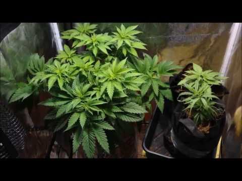 Veg Tent - 9/9/13