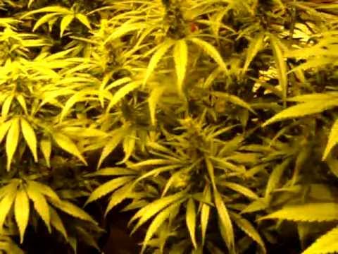 Washington Outdoor Medical Marijuana Grow pt10 FINAL UPDATE