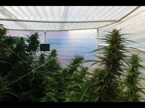 HOW TO: Best Way To Grow Medical Marijuana & Bong Rip With The Girls