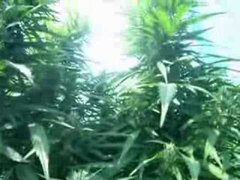 outdoor himalayan gold by fatrasta enjoy