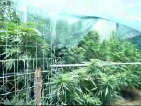 Marijuana Grow Fatrasta goes wild