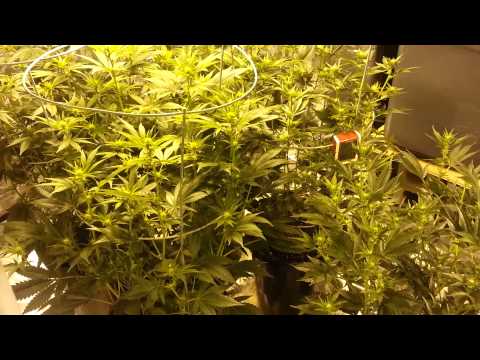 Starting week 2 of flowering...